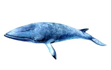 Bügelbild Wal